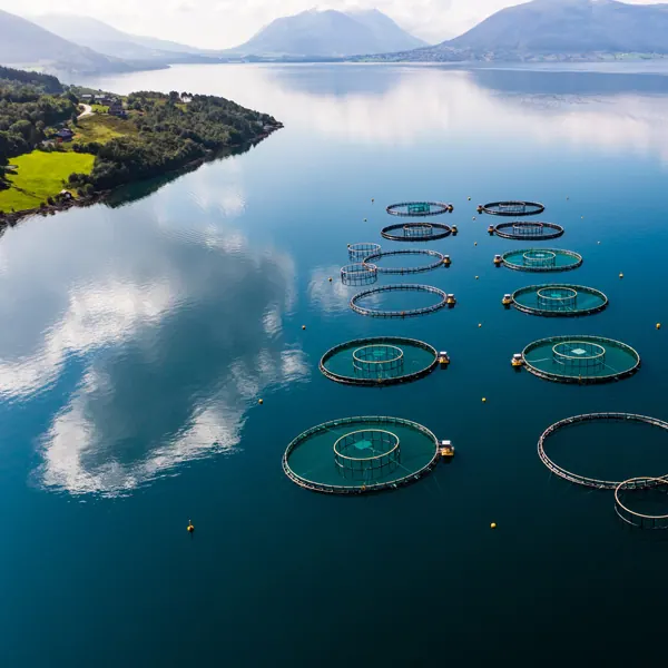 Centros de cultivo de salmón en el sur de Chile