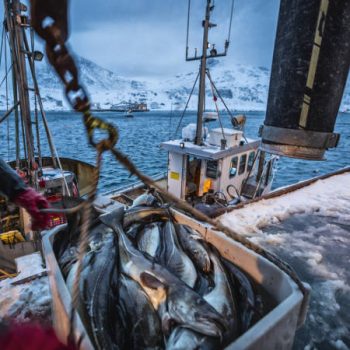 Fishing boats out for skrei cod in the arctic sea